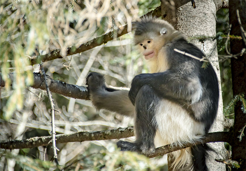 Les adorables singes au nez retroussé du district autonome de Weixi, dans la province du Yunnan