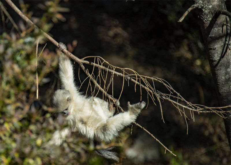 Les adorables singes au nez retroussé du district autonome de Weixi, dans la province du Yunnan