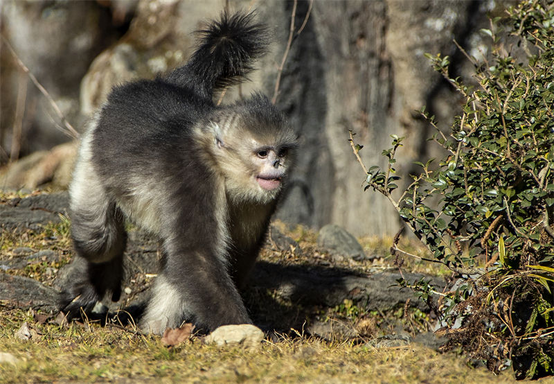 Les adorables singes au nez retroussé du district autonome de Weixi, dans la province du Yunnan