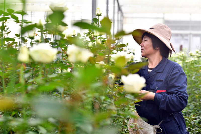 Chine : l'industrie de la rose au Shandong