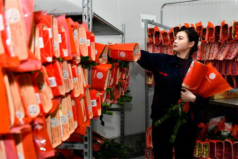 Chine : l'industrie de la rose au Shandong