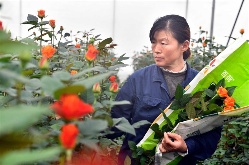 Chine : l'industrie de la rose au Shandong