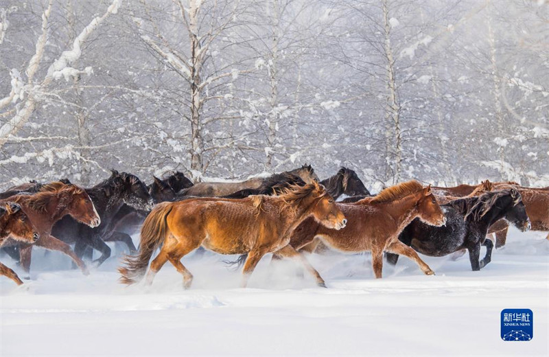 Des chevaux courent sur des champs enneigés au Xinjiang