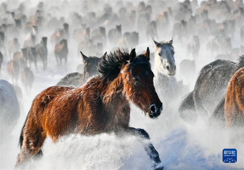 Des chevaux courent sur des champs enneigés au Xinjiang