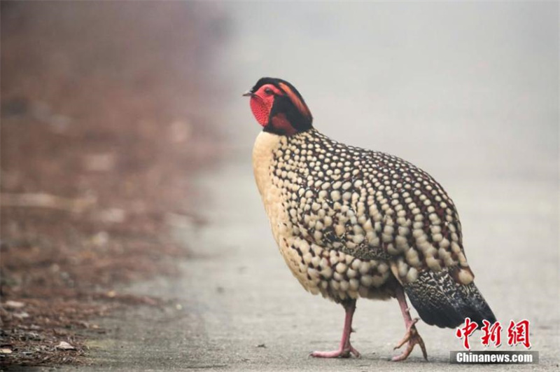 Découvrez la ? Banque de gènes biologiques naturels ? dans le Zhejiang