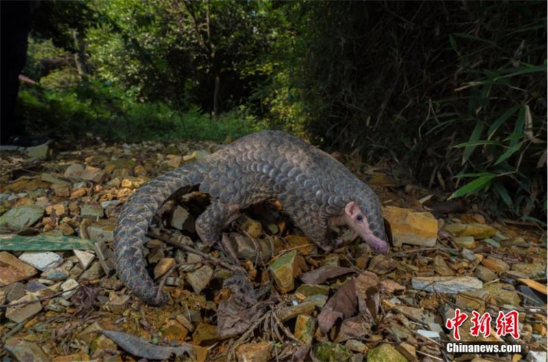 Découvrez la ? Banque de gènes biologiques naturels ? dans le Zhejiang