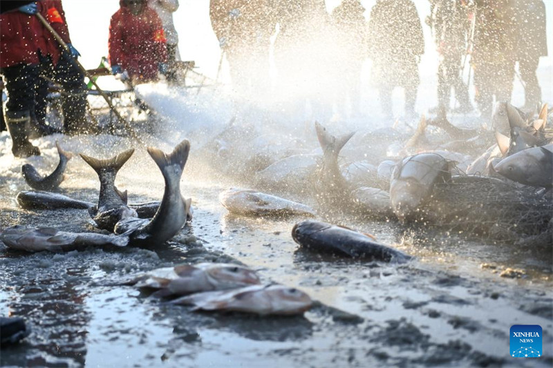 Jilin : des pêcheurs attrapent du poisson sur le lac Chagan