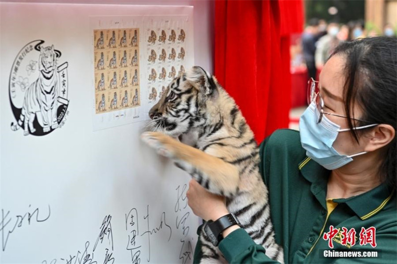 Des timbres spéciaux émis à Beijing pour célébrer l'Année du Tigre