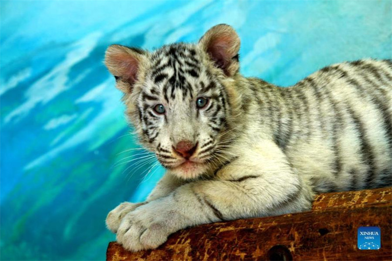 Un bébé tigre blanc nommé ? Xiaobai ? vu au parc animalier sauvage de Shanghai