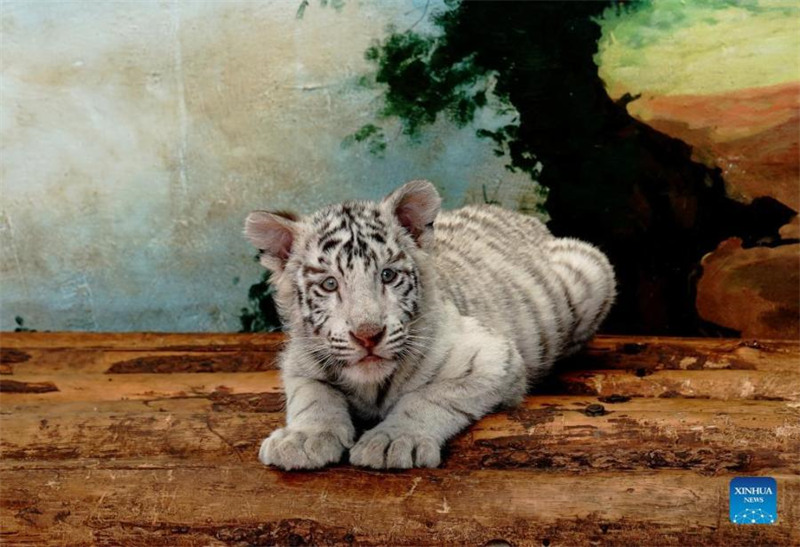 Un bébé tigre blanc nommé ? Xiaobai ? vu au parc animalier sauvage de Shanghai