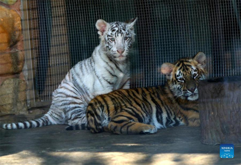 Un bébé tigre blanc nommé ? Xiaobai ? vu au parc animalier sauvage de Shanghai