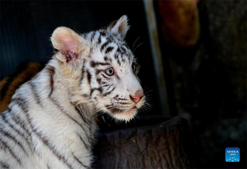 Un bébé tigre blanc nommé ? Xiaobai ? vu au parc animalier sauvage de Shanghai