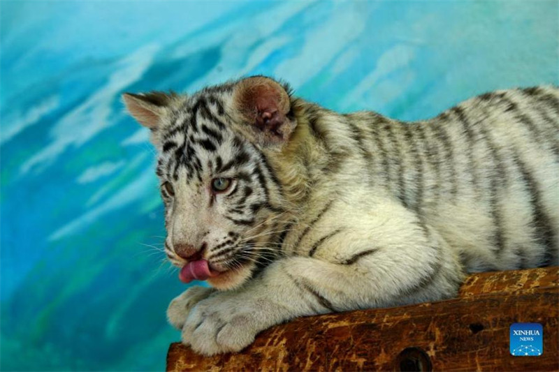 Un bébé tigre blanc nommé ? Xiaobai ? vu au parc animalier sauvage de Shanghai