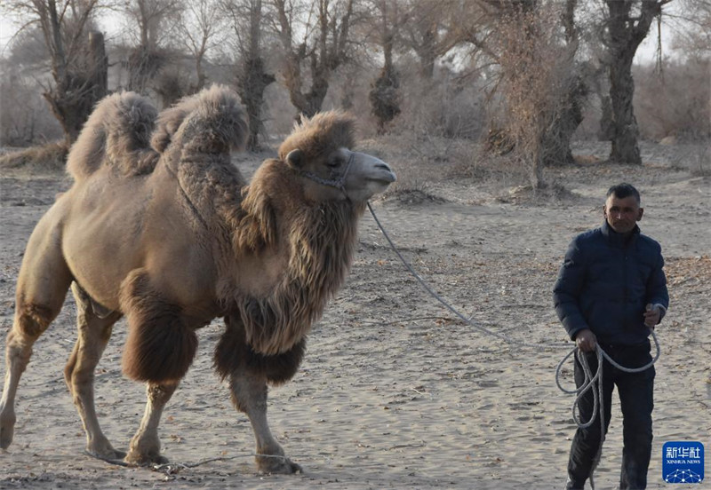 écoutons le nouveau son de l'impulsion de revitalisation rurale du Xinjiang