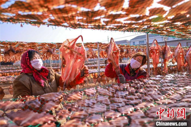 Shandong : les commandes de poissons séchés des pêcheurs de Rongcheng très demandées à l'approche de la Fête du printemps