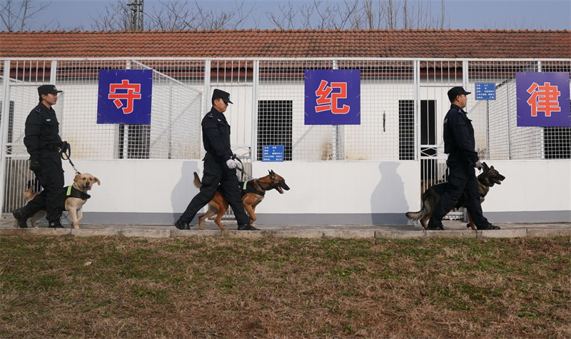 Wuhan : l'entra?nement des chiens policiers pour préparer la Fête du Printemps