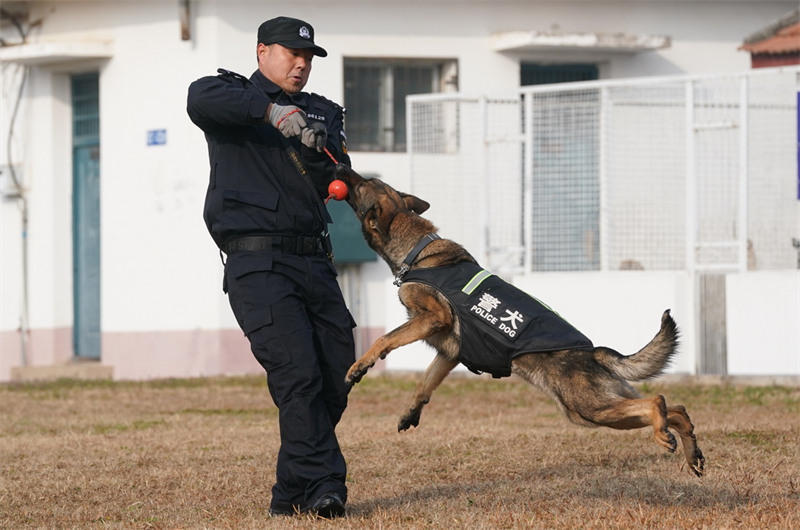 Wuhan : l'entra?nement des chiens policiers pour préparer la Fête du Printemps