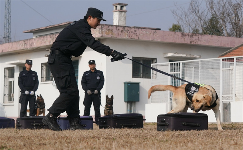 Wuhan : l'entra?nement des chiens policiers pour préparer la Fête du Printemps