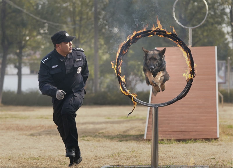 Wuhan : l'entra?nement des chiens policiers pour préparer la Fête du Printemps