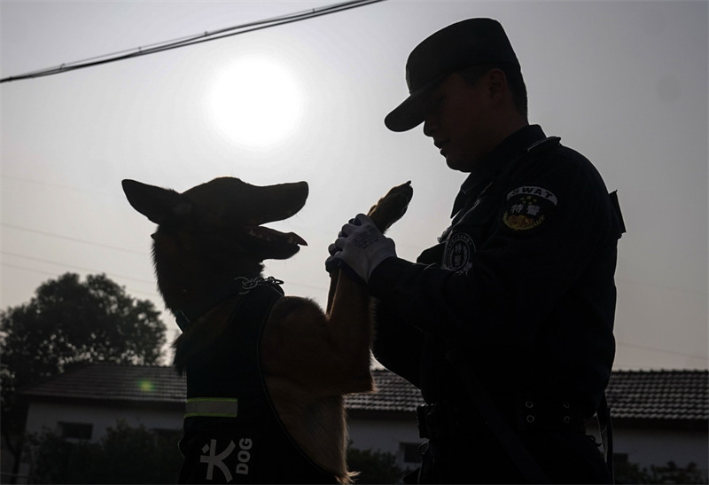 Wuhan : l'entra?nement des chiens policiers pour préparer la Fête du Printemps