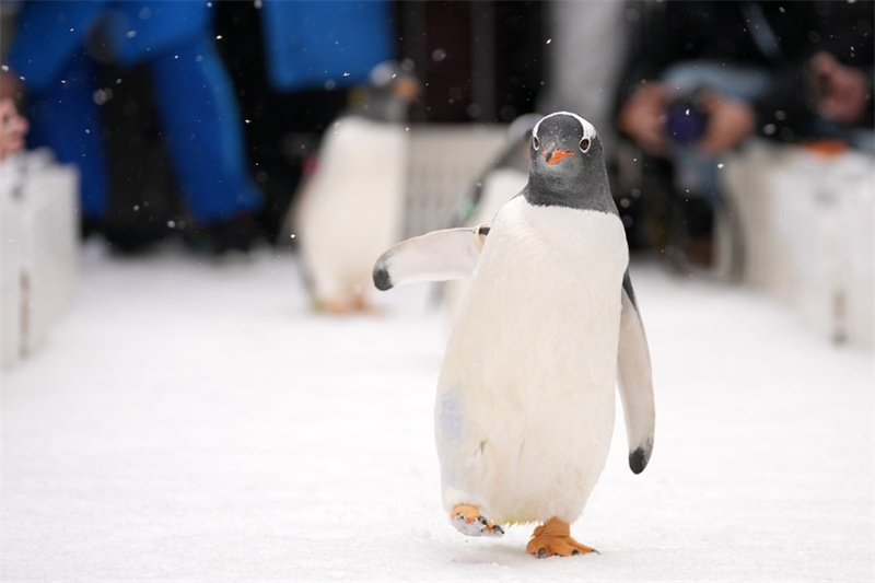 Chine : les pingouins du Polarpark d'Harbin