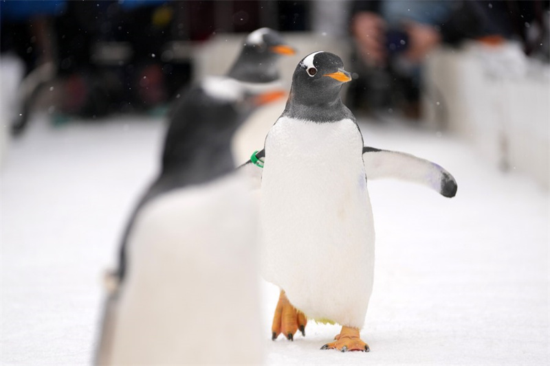 Chine : les pingouins du Polarpark d'Harbin