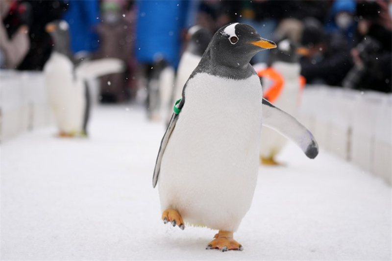 Chine : les pingouins du Polarpark d'Harbin