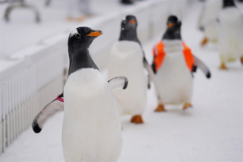 Chine : les pingouins du Polarpark d'Harbin