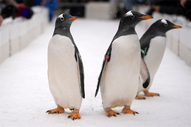 Chine : les pingouins du Polarpark d'Harbin