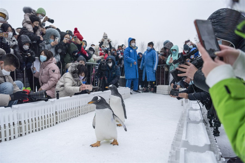 Chine : les pingouins du Polarpark d'Harbin