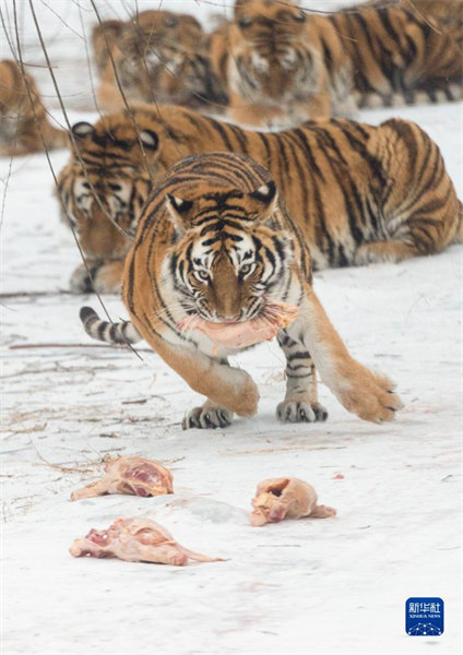 Heilongjiang : les tigres de Sibérie en plein hiver