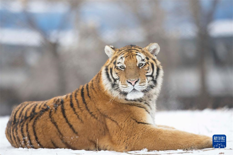 Heilongjiang : les tigres de Sibérie en plein hiver