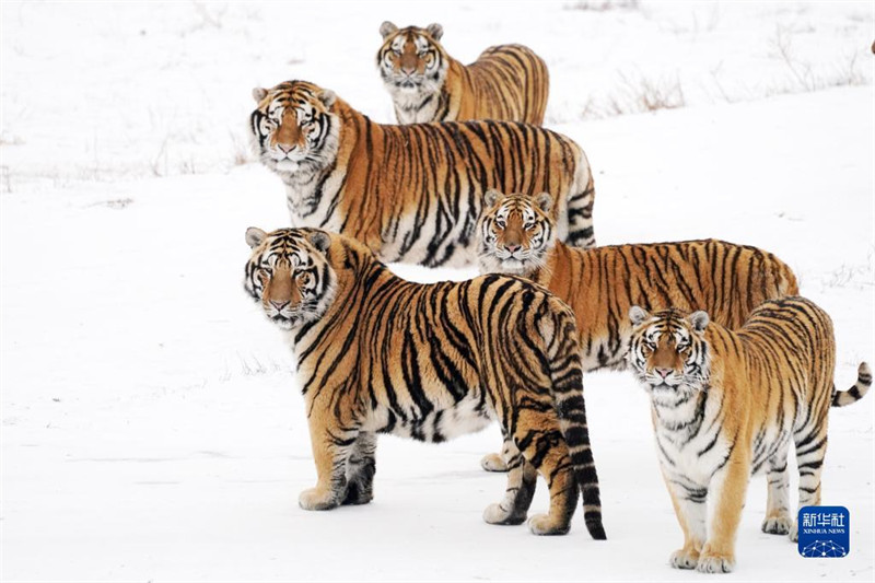 Heilongjiang : les tigres de Sibérie en plein hiver