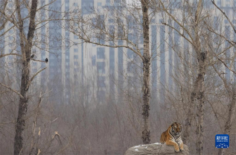 Heilongjiang : les tigres de Sibérie en plein hiver