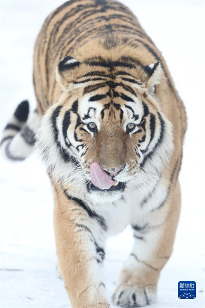 Heilongjiang : les tigres de Sibérie en plein hiver