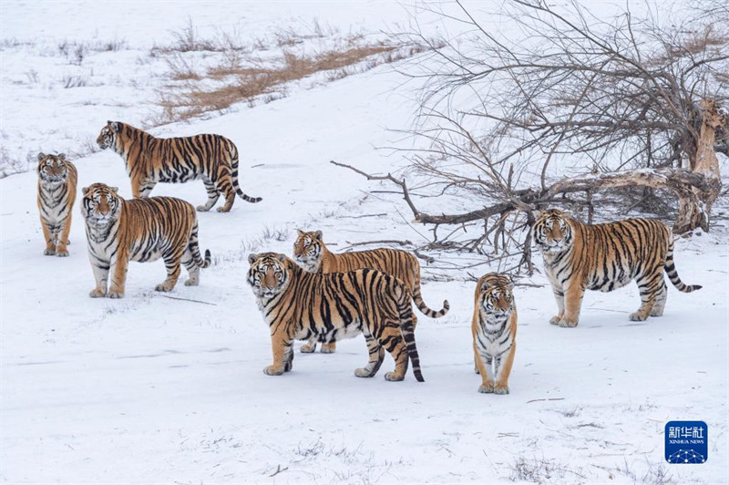 Heilongjiang : les tigres de Sibérie en plein hiver