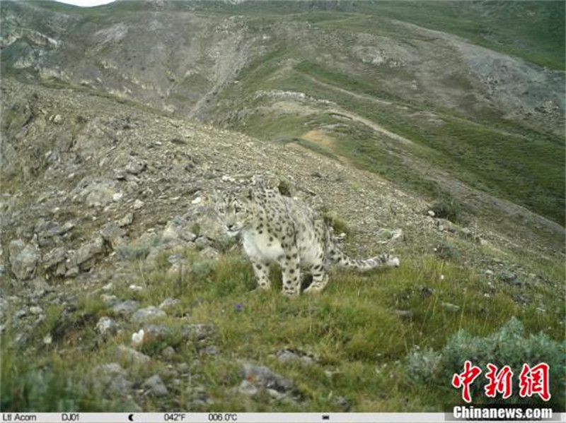 Des léopards de neige repérés dans 11 districts de la ville de Naqu au Tibet