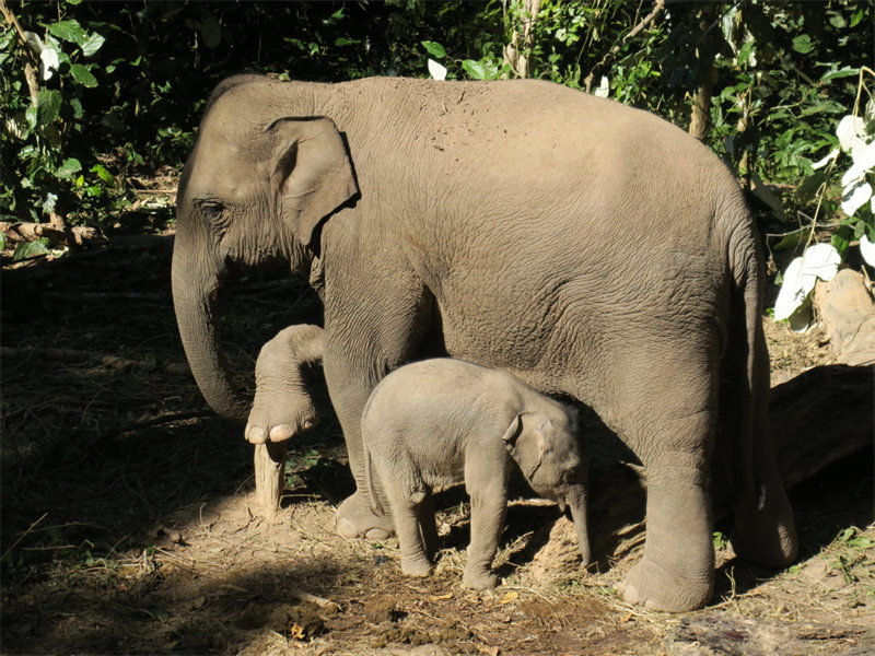 Six bébés éléphants menacés d'extinction sont nés dans le Yunnan