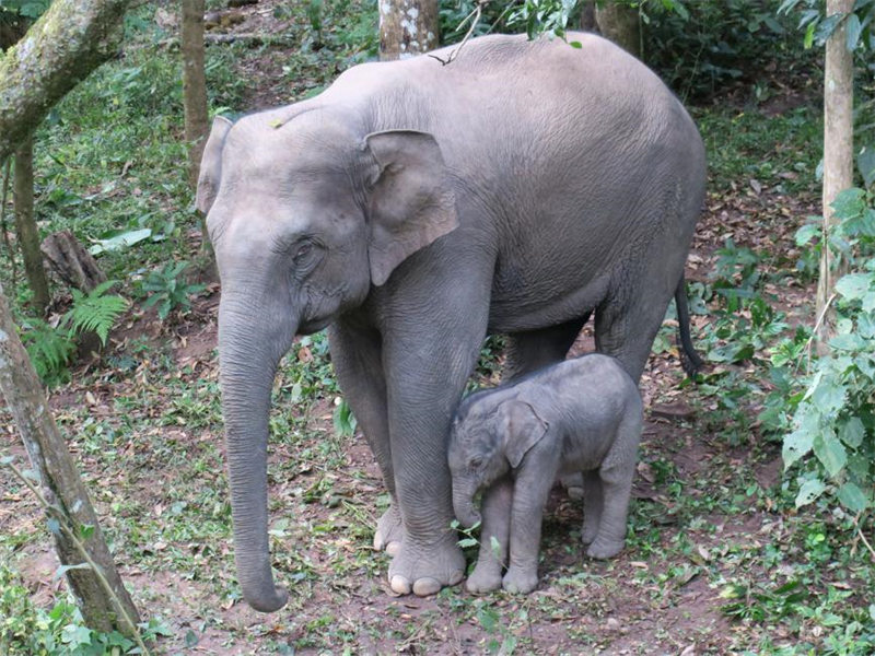 Six bébés éléphants menacés d'extinction sont nés dans le Yunnan