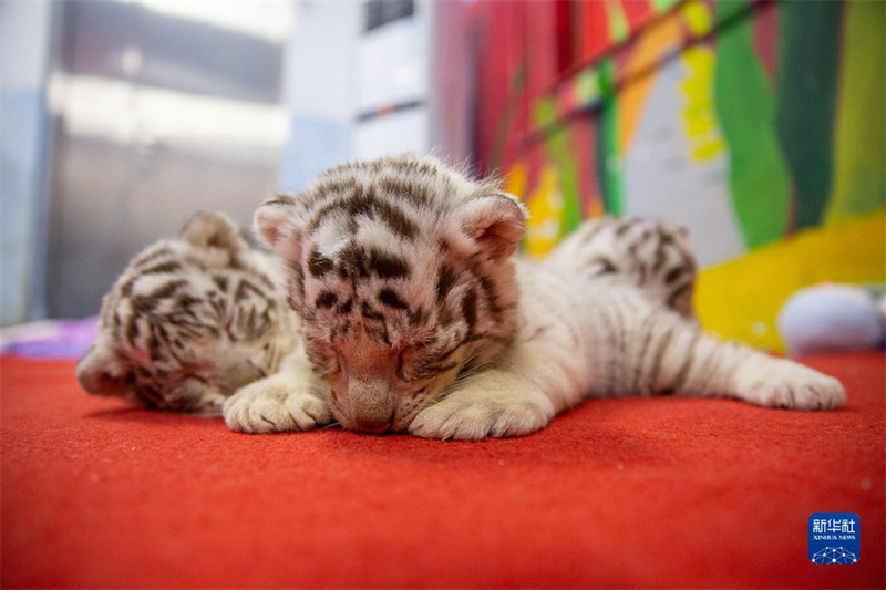 ? Trois tigres blancs s?urs ? présentées au public pour l'Année du Tigre à Huzhou, dans le Zhejiang