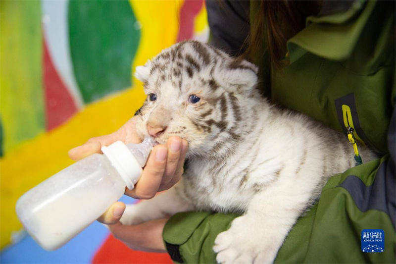 ? Trois tigres blancs s?urs ? présentées au public pour l'Année du Tigre à Huzhou, dans le Zhejiang