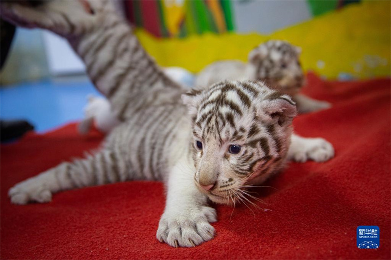 ? Trois tigres blancs s?urs ? présentées au public pour l'Année du Tigre à Huzhou, dans le Zhejiang