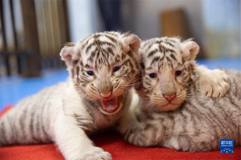 ? Trois tigres blancs s?urs ? présentées au public pour l'Année du Tigre à Huzhou, dans le Zhejiang