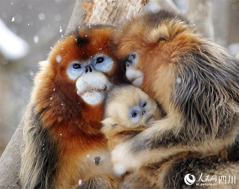 Adorables ! Les singes dorés au nez retroussé de la province du Sichuan descendent des montagnes ? en groupe ? et jouent dans la neige