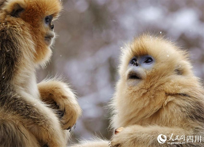 Adorables ! Les singes dorés au nez retroussé de la province du Sichuan descendent des montagnes ? en groupe ? et jouent dans la neige