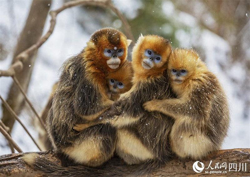 Adorables ! Les singes dorés au nez retroussé de la province du Sichuan descendent des montagnes ? en groupe ? et jouent dans la neige