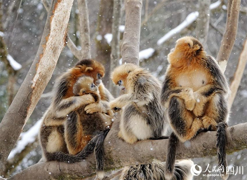 Adorables ! Les singes dorés au nez retroussé de la province du Sichuan descendent des montagnes ? en groupe ? et jouent dans la neige