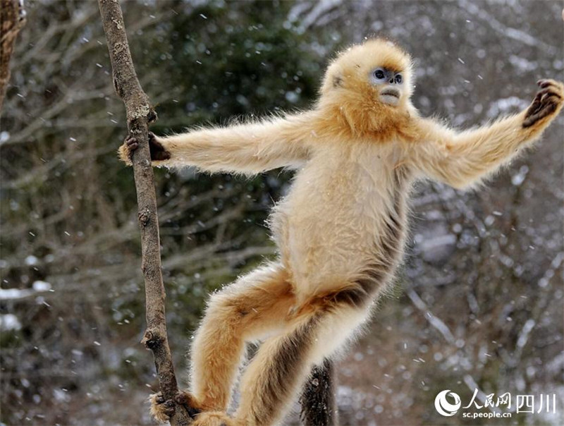 Adorables ! Les singes dorés au nez retroussé de la province du Sichuan descendent des montagnes ? en groupe ? et jouent dans la neige