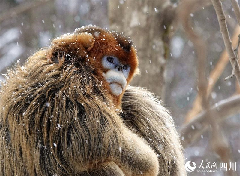 Adorables ! Les singes dorés au nez retroussé de la province du Sichuan descendent des montagnes ? en groupe ? et jouent dans la neige