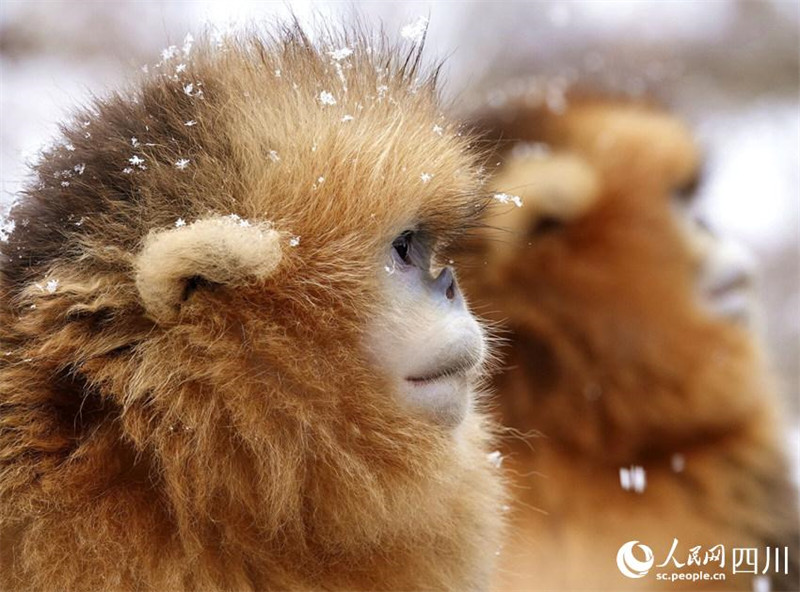 Adorables ! Les singes dorés au nez retroussé de la province du Sichuan descendent des montagnes ? en groupe ? et jouent dans la neige